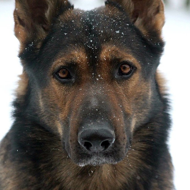 German Shepherd