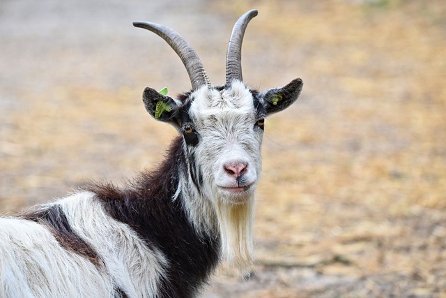 goat-3412678_640