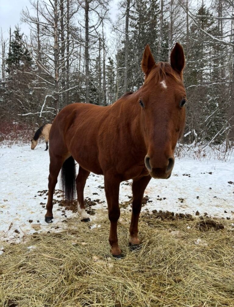 0214_theft_horse1._richibucto