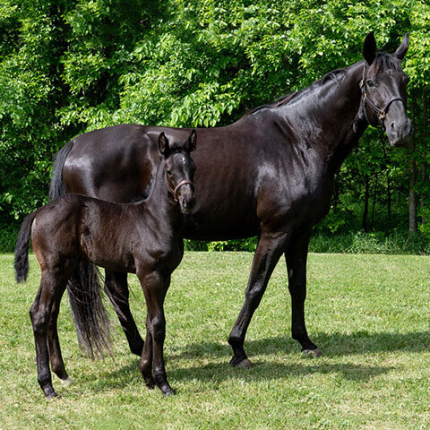 name-foal-contest-concours-nommez-poulain