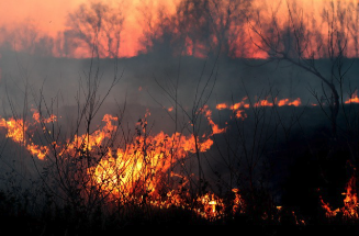 wild fire