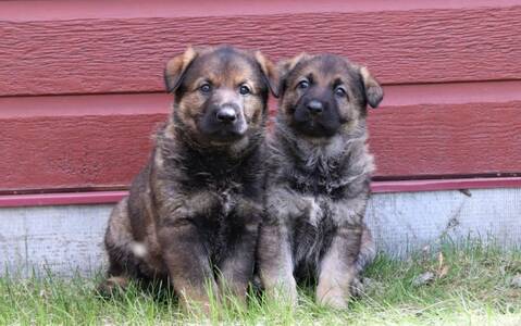 puppy-2026