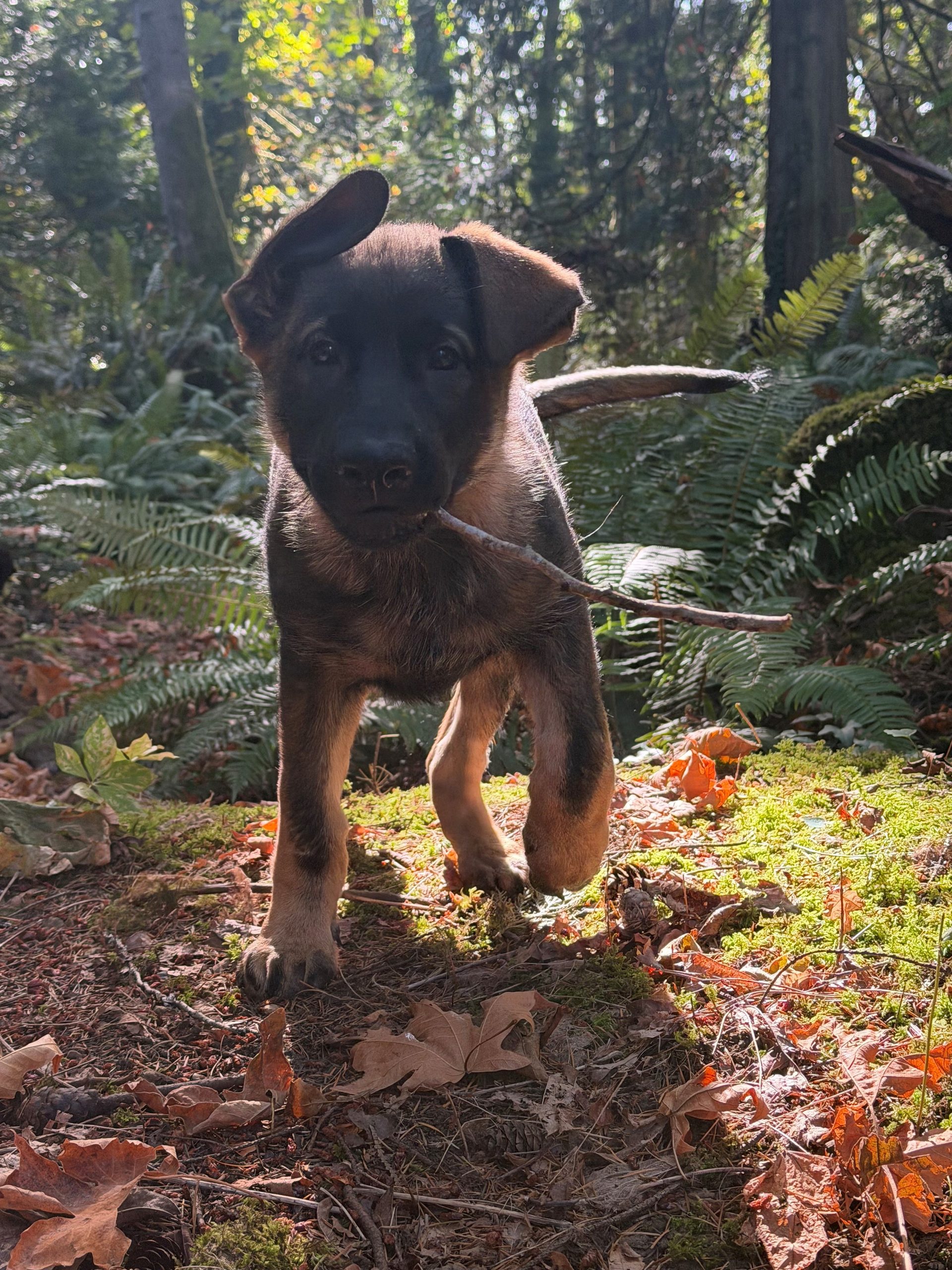 Basko with stick